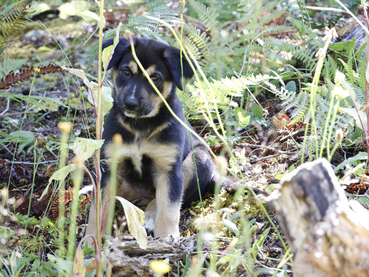 chinook dog